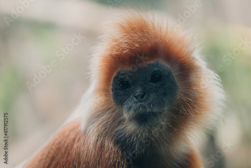 Close up shot of golden langur monkey species. Endangered monkey photo in zoo, cute fluffy ape face photo