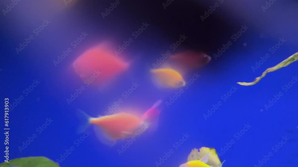 Aquarium with colorful fish. Fish swim on a blue background in an aquarium. Aquarium with colorful fish. Fish swim on a blue background in an aquarium.