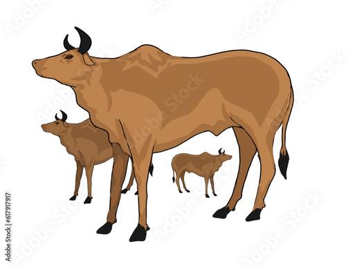 several large cows on a white background