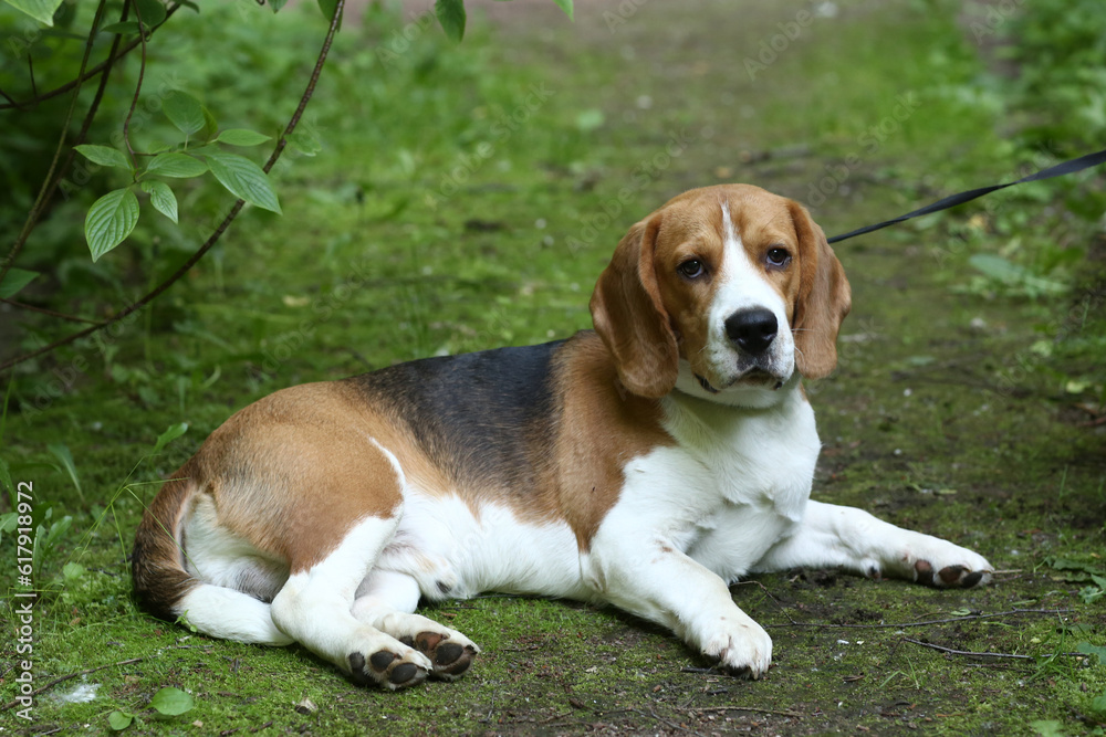 beagle dog closeup portrait with on green grass background