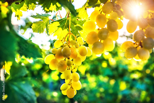 Green grapes on a branch, vine, Vineyard at sunset, Krasnodar region, Novorossiysk