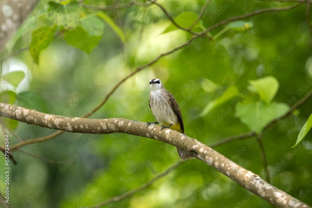 Yellow vented bulbul, Pycnonotus goiavier Yellow vented bulbul, Pycnonotus goiavier