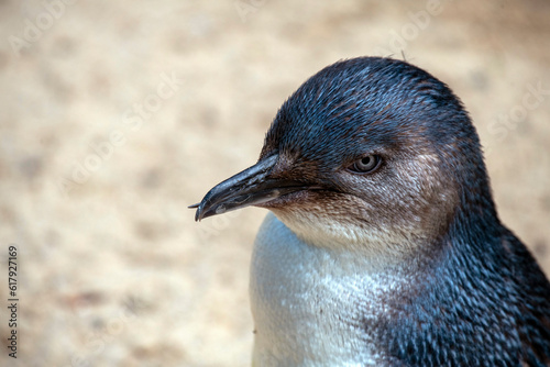 Little Blue Penguin ( Eudyptula minor)