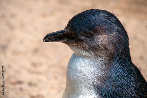 Little Blue Penguin   Eudyptula minor 