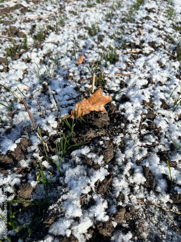 Obraz premium autumn leaves on the ground