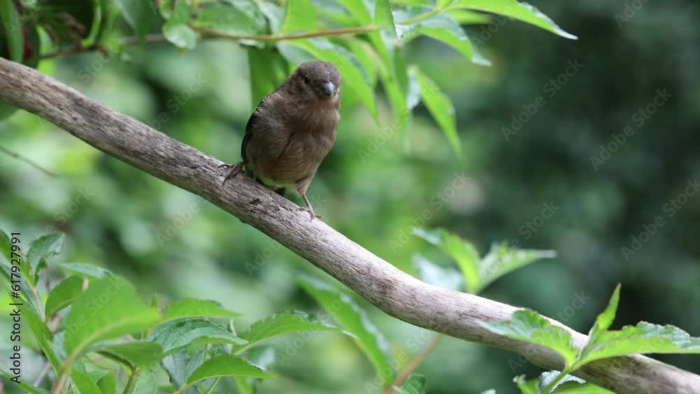 Young Juvenile Eurasian Bullfinch (Pyrrhula pyrrhula) perched on a branch amongst green foliage. Yorkshire, UK, June Young Juvenile Eurasian Bullfinch (Pyrrhula pyrrhula) perched on a branch amongst green foliage. Yorkshire, UK, June