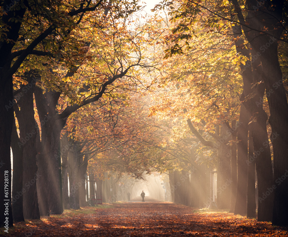 autumn in the park