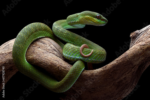 White-lipped tree viper, is a venomous pit viper species endemic to Southeast Asia.