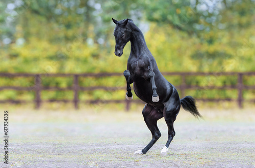 Black horse rearing up. Strong stallion of the Akhal-Teke breed walks on its hind legs. Black horse rearing up