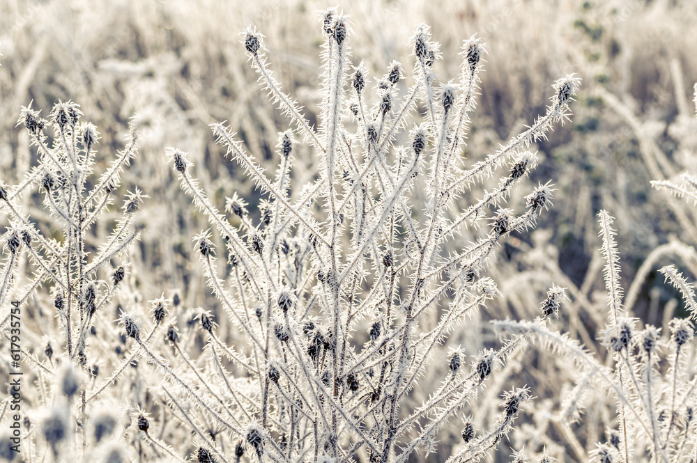 Frozen ice crystals from a hoar frost as the UK continues with sub zero cold spell Frozen ice crystals from a hoar frost as the UK continues with sub zero cold spell