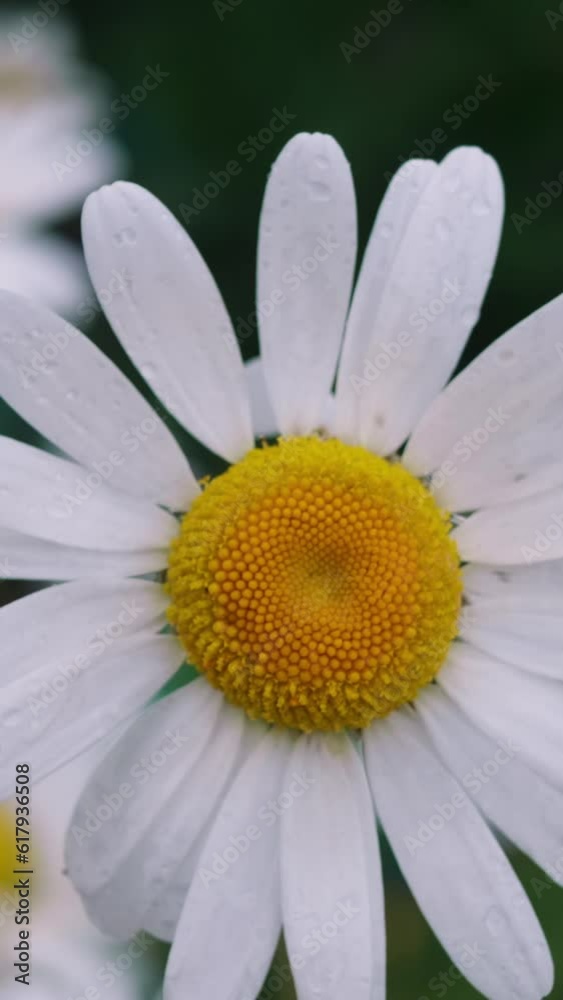 Close-up of one wild chamomile flower on a blurred background of blooming daisies in the meadow, vertical shot