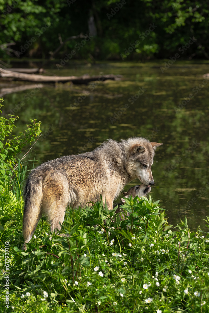 Naklejka premium Adult Grey Wolf (Canis lupus) Gets Licked by Pup Summer