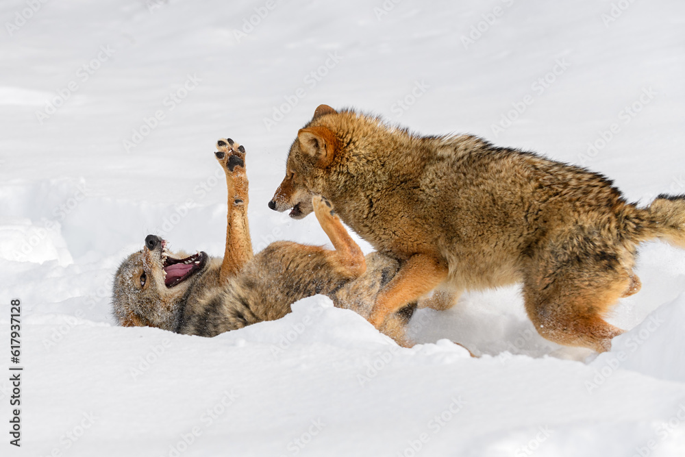 Coyote (Canis latrans) Rolls Packmate in Snow Winter Coyote (Canis latrans) Rolls Packmate in Snow Winter