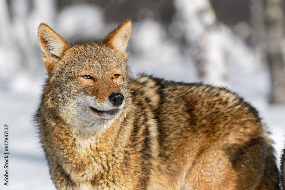 Coyote (Canis latrans) Looks Out Eyes Narrowed Winter