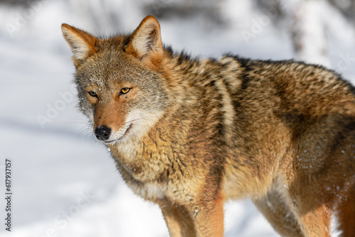 Coyote (Canis latrans) Looks Out Shadow of Second Winter