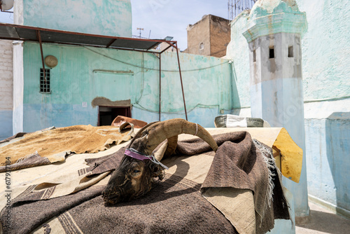 Billede på lærred Sheep head in Tannery in Fez, Morocco against painted wall