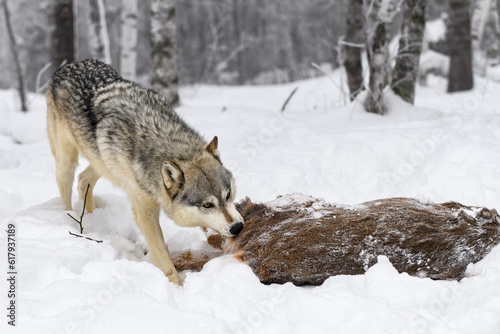 Grey Wolf  Canis lupus  Tugs at Body of White-Tail Deer Winter