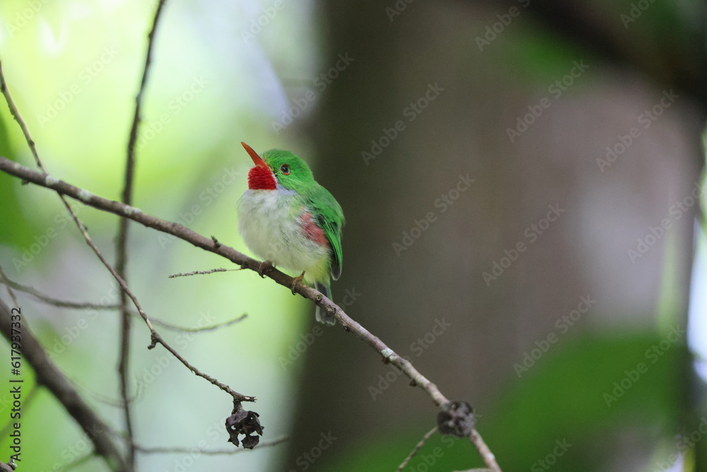 Jamaican tody (Todus todus), one of the smallest birds in the world Jamaican tody (Todus todus), one of the smallest birds in the world