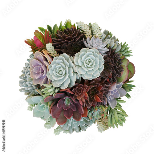 Top view of cactus succulent plant bush floral arrangementt  succulent terrarium or container gardening with various types of succulent plants