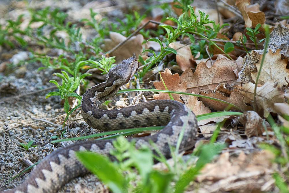 Nose-Horned Viper male in natural habitat (Vipera ammodytes) Nose-Horned Viper male in natural habitat (Vipera ammodytes)