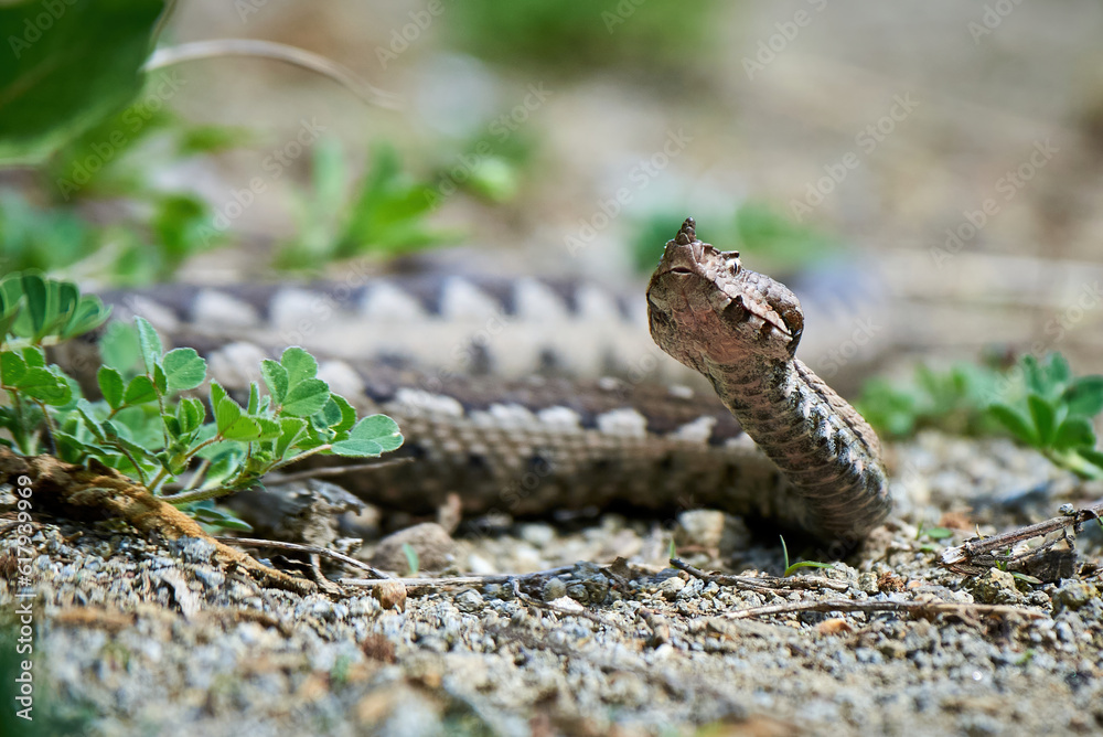 Obraz premium Nose-Horned Viper male in natural habitat (Vipera ammodytes)