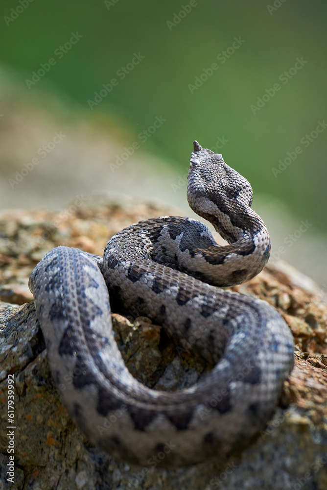 Fototapeta premium Nose-Horned Viper male in natural habitat (Vipera ammodytes)
