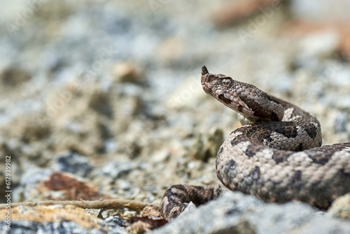 Nose-Horned Viper male in natural habitat (Vipera ammodytes)