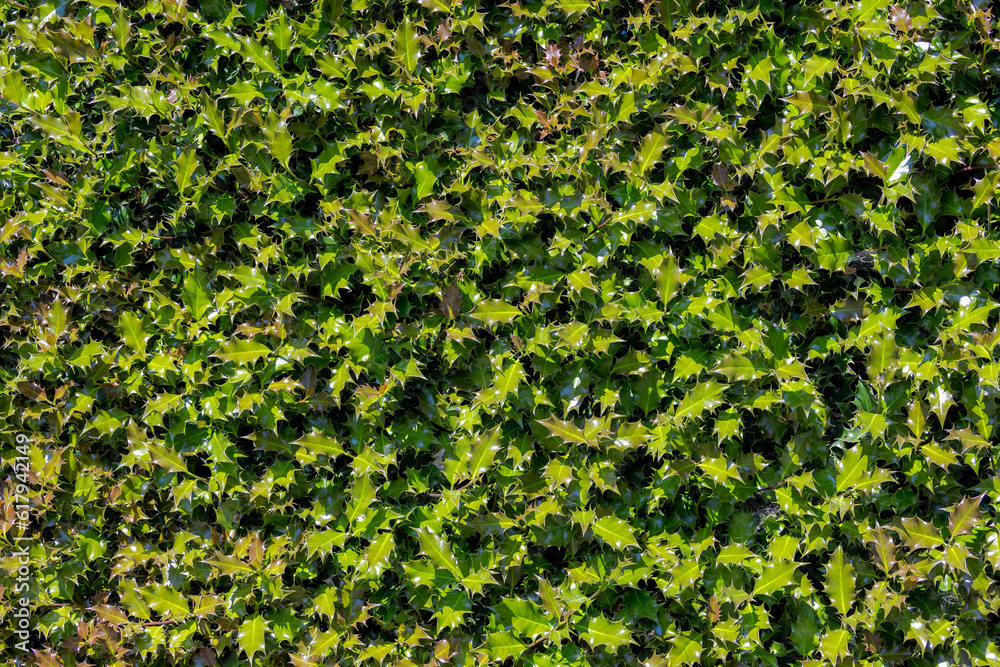 Selective focus of yong green leaves, Ilex aquifolium or occasionally Christmas holly is a species of flowering plant in the family Aquifoliaceae, Abstract nature pattern texture, Greenery background Selective focus of yong green leaves, Ilex aquifolium or occasionally Christmas holly is a species of flowering plant in the family Aquifoliaceae, Abstract nature pattern texture, Greenery background