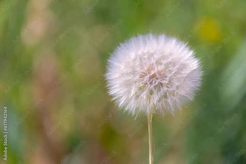 Soft selective focus of white fluffy flower with green grass meadow as backdrop, Tragopogon dubius is a species of salsify, Flowering plants in the family of Asteraceae, Nature floral background.