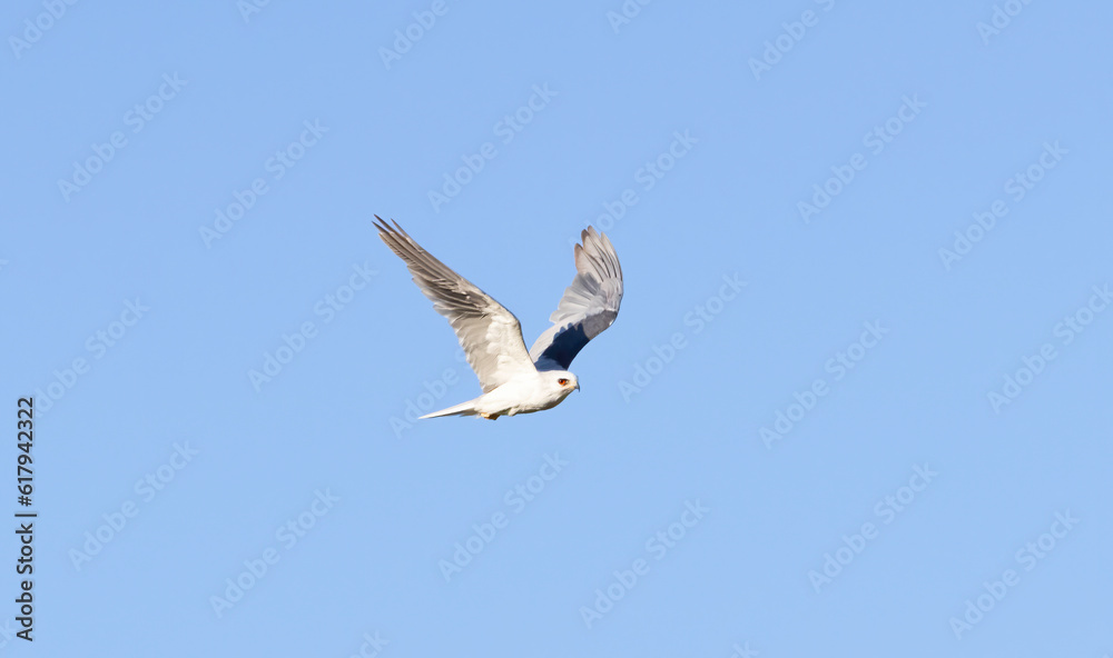 A flying White Tailed Kite flying above a park A flying White Tailed Kite flying above a park