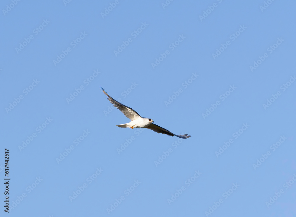A flying White Tailed Kite flying above a park A flying White Tailed Kite flying above a park