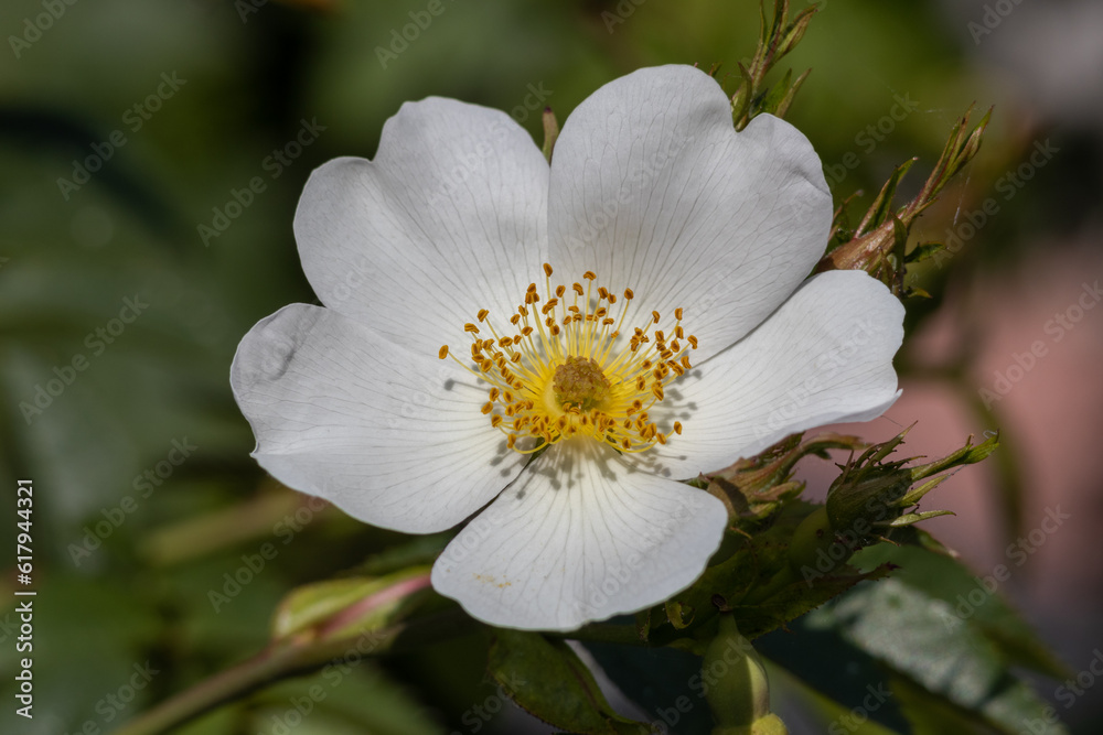 detail of rose hip flower on blur background detail of rose hip flower on blur background