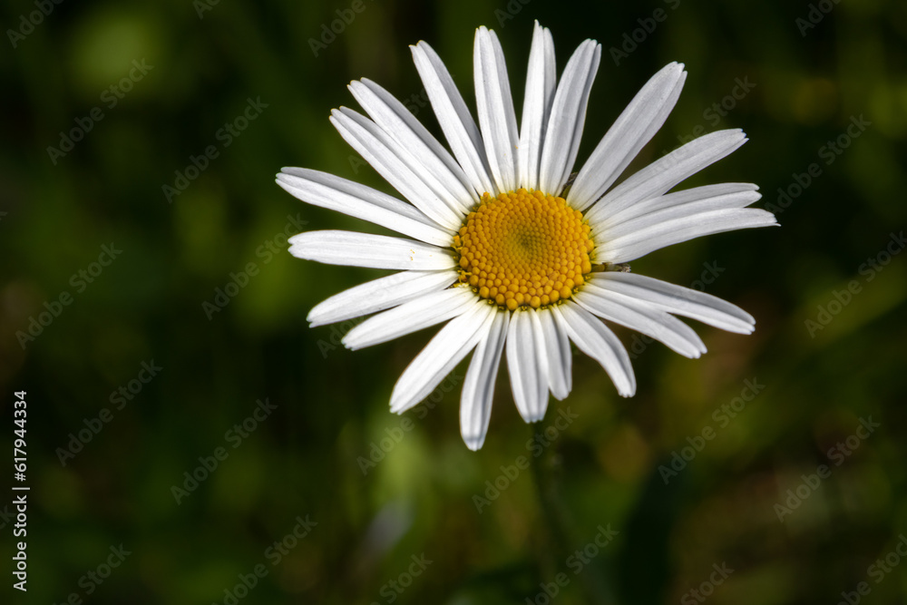 Fototapeta premium detail of daisies on a spring meadow