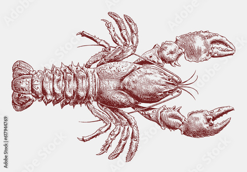 Gippsland crayfish euastacus kershawi in upper view, after antique copperplate photo