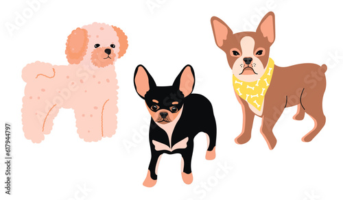 Dog breeds Chihuahua,French Bolonka and Boston Terrier. Set of  pets in color isolated on white.Full length front view.Cute animals print on fabric and paper.Vector flat style cartoon illustration.