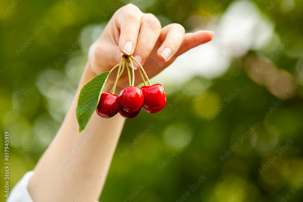 A woman's hand holds a freshly riped cherry in the garden. The concept of agriculture or harvesting with copy space.