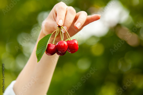 Obraz na płótnie A woman's hand holds a freshly riped cherry in the garden. The concept of agriculture or harvesting with copy space. w salonie