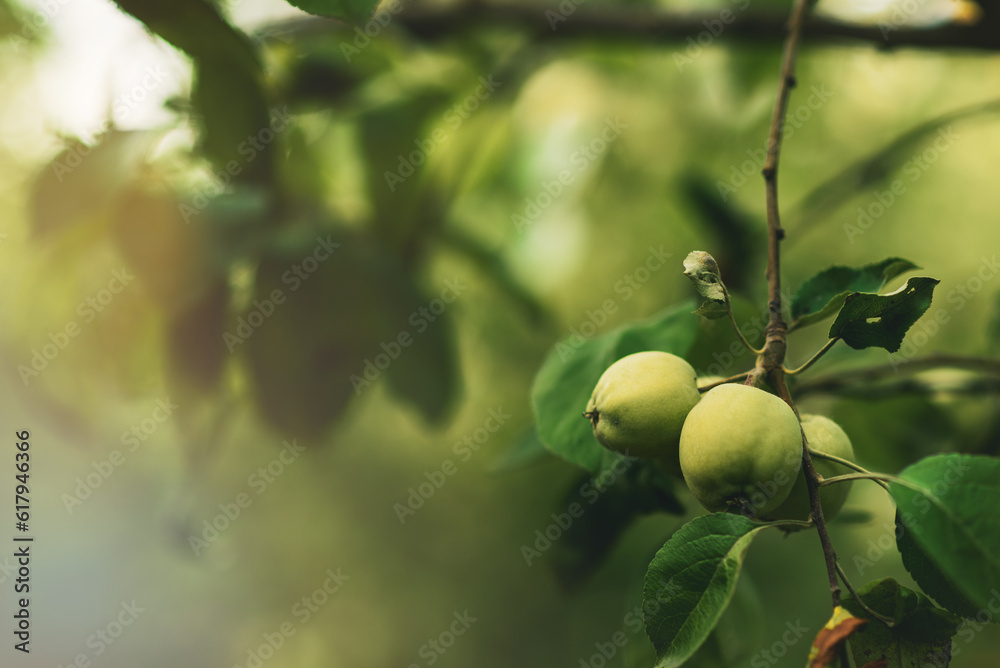 Obraz premium A branch with green apples in an orchard. Summer orchard with apples on a sunny day. Place for text