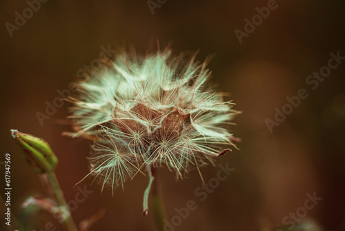 Macro image of a white fluffy dandelion flower. Incredible background in a fluffy dandelion flower at sunset close-up