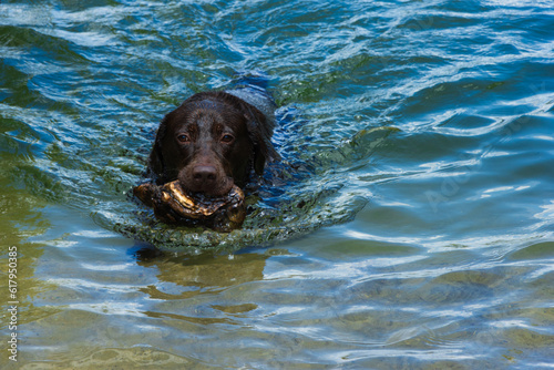 Dog enjoys a swim in the clean lake in summer. Active pets