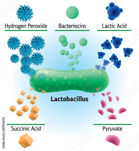 Chemical elements produced by lactobacillus, vector medical illustration. Diagram of bioactive composition of bacteria, peroxide, lactic acid, succinic acid, bacteriocins and other elements