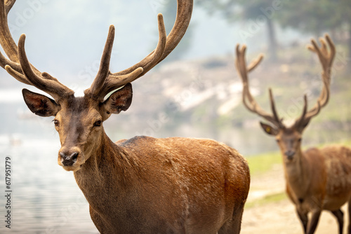 Fototapeta Naklejka Na Ścianę i Meble -  Horizontal portrait of a pair of elk with large antlers with smoke in background caused by wildfires