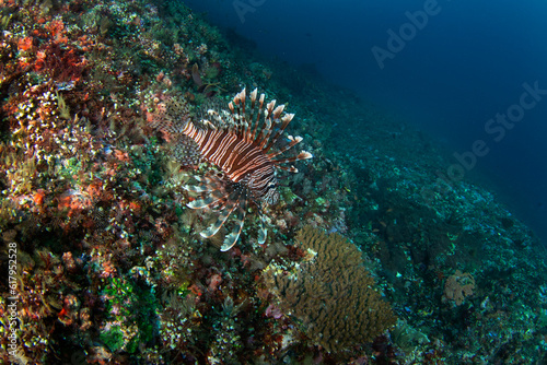 Red lionfish during dive in Raja Ampat. Longspine lionfish is hunting on the reef. Lionfish on the bottom. Poisonous red fish with white stripes and long fins.