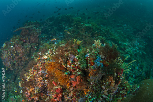 Fototapeta Naklejka Na Ścianę i Meble -  Abundant sea in Raja Ampat. Scuba diving in Indonesia. Bottom full of corals, anemones and fish