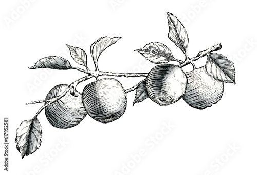 Apples ink drawing