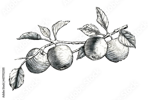 Slika na platnu Apples ink drawing