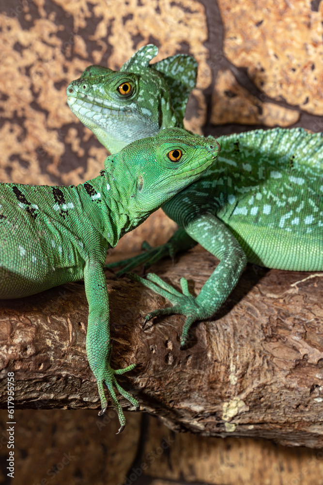 Obraz premium Helmet-bearing basilisk. An ordinary basilisk. Basiliscus basiliscus.