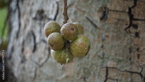 Ficus racemosa (the cluster fig, red river fig, gular, elo, loa, Ficus glomerata). In India, the bark is rubbed on a stone with water to make a paste, which can be applied to boils or mosquito bites. photo