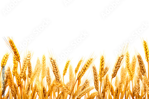 Realistic wheat field border isolated on white background - wheat field for advertisement concept -Generative AI