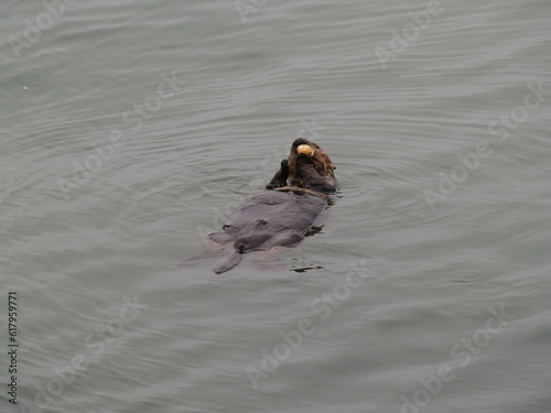 Sea Otter Floating On Back Eating From Sea Shell